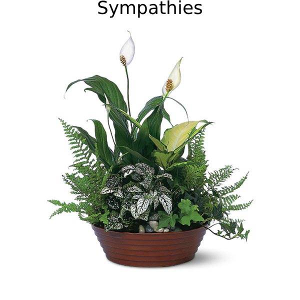 Sympathies
