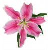 Lys