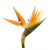 Fleurs exotiques