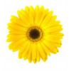 Marguerites