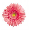 Gerbera