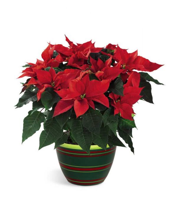 Poinsettia 6 pouces