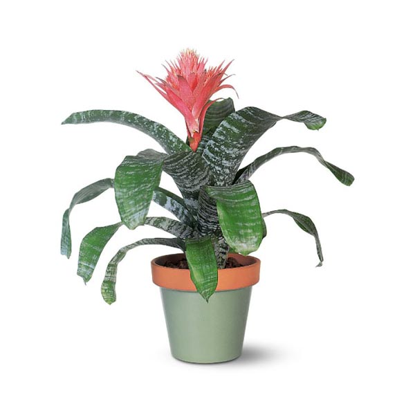 bromelia