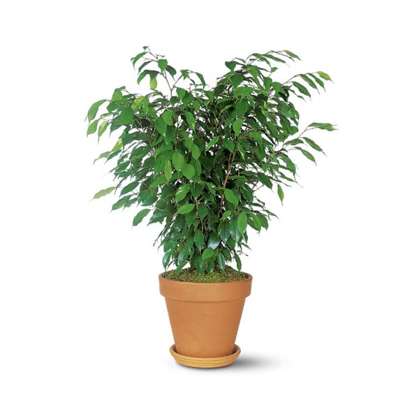 Ficus Bush