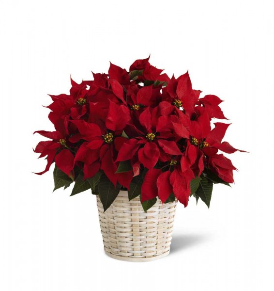 Poinsettia Rouge