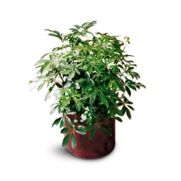 Schefflera Arboricola