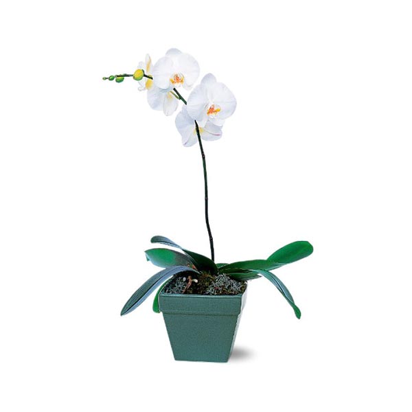 Phalaenopsis Orchid Plant