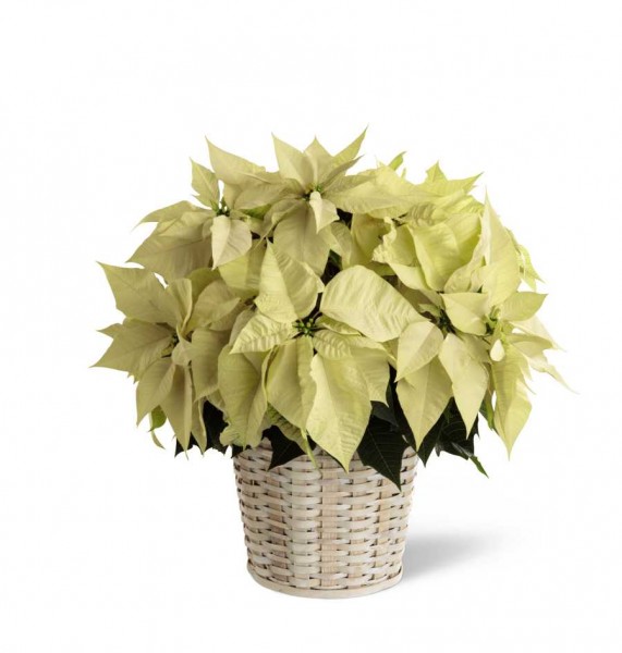 White Poinsettia - 8 inches
