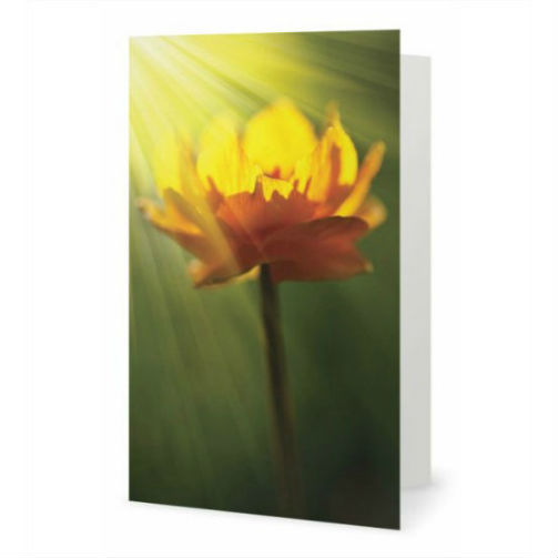 The ray in flower greeting card