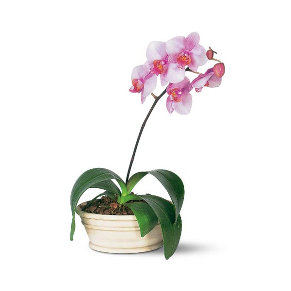 Lavender Phalaenopsis Orchid